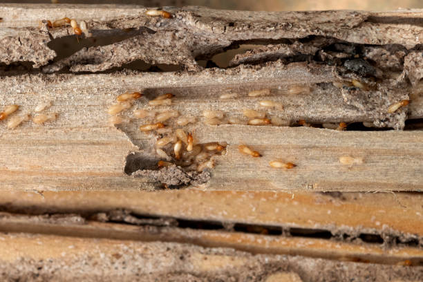 Best Termite Control Services  in Lawrenceburg, KY
